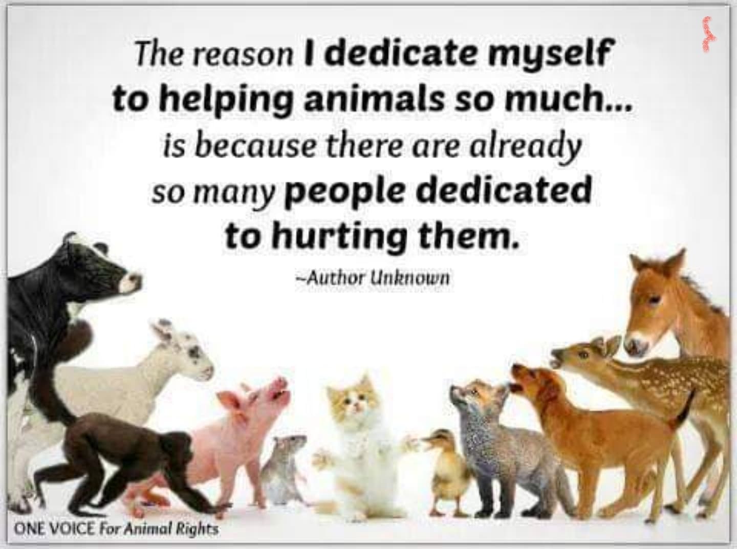helping animals image